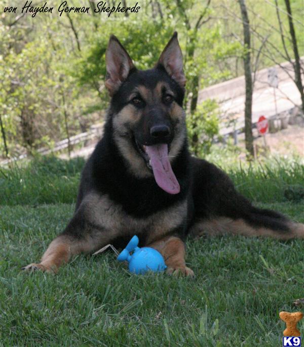 Dogs for Sale in WV